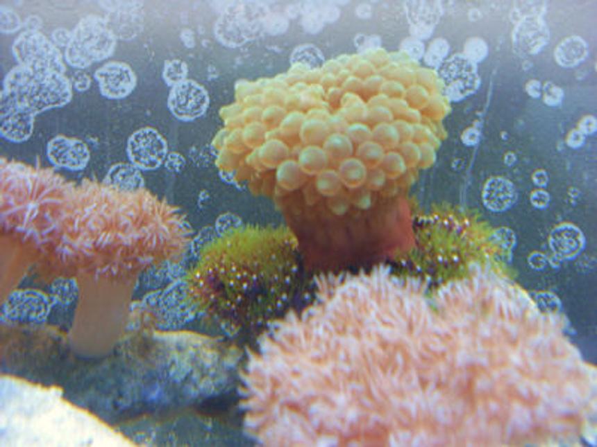 Rated #50: Corals Inverts - Entacmaea Quadricolor - Bulb Anemone Stocking In 55 Gallons Tank - gbta on gsp's