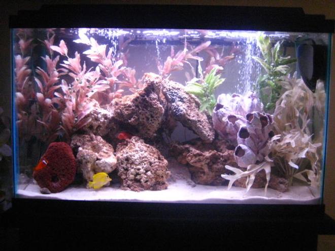 30 gallons saltwater fish tank (mostly fish, little/no live coral) - 30gl saltwater new look