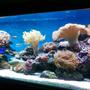 185 gallons reef tank (mostly live coral and fish) - My corals