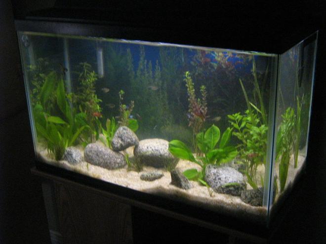 29 gallons planted tank (mostly live plants and fish) - ...