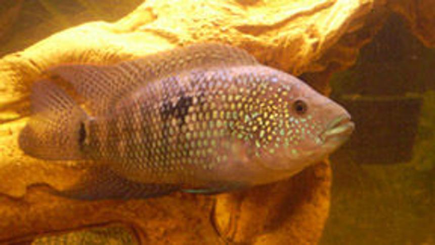 Rated #1232: Freshwater Fish - Nandopsis Octofasciatum - Jack Dempsey Stocking In 75 Gallons Tank - Male Jack Dempsey