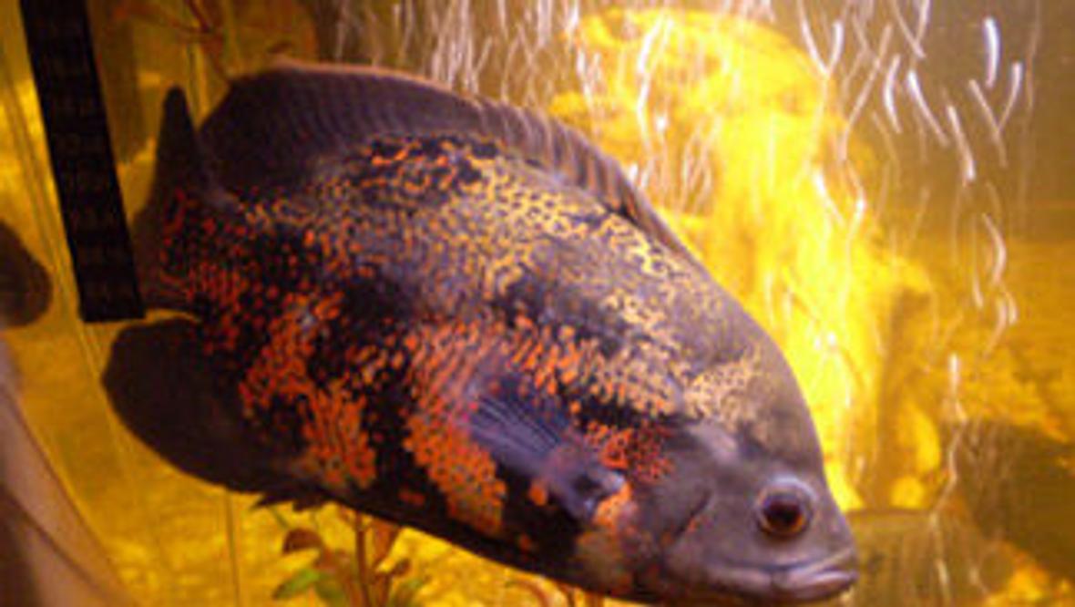 freshwater fish - astronotus ocellatus - tiger oscar stocking in 75 gallons tank - Lucky my Oscar