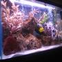 30 gallons saltwater fish tank (mostly fish, little/no live coral) - side view of my saltwater tank