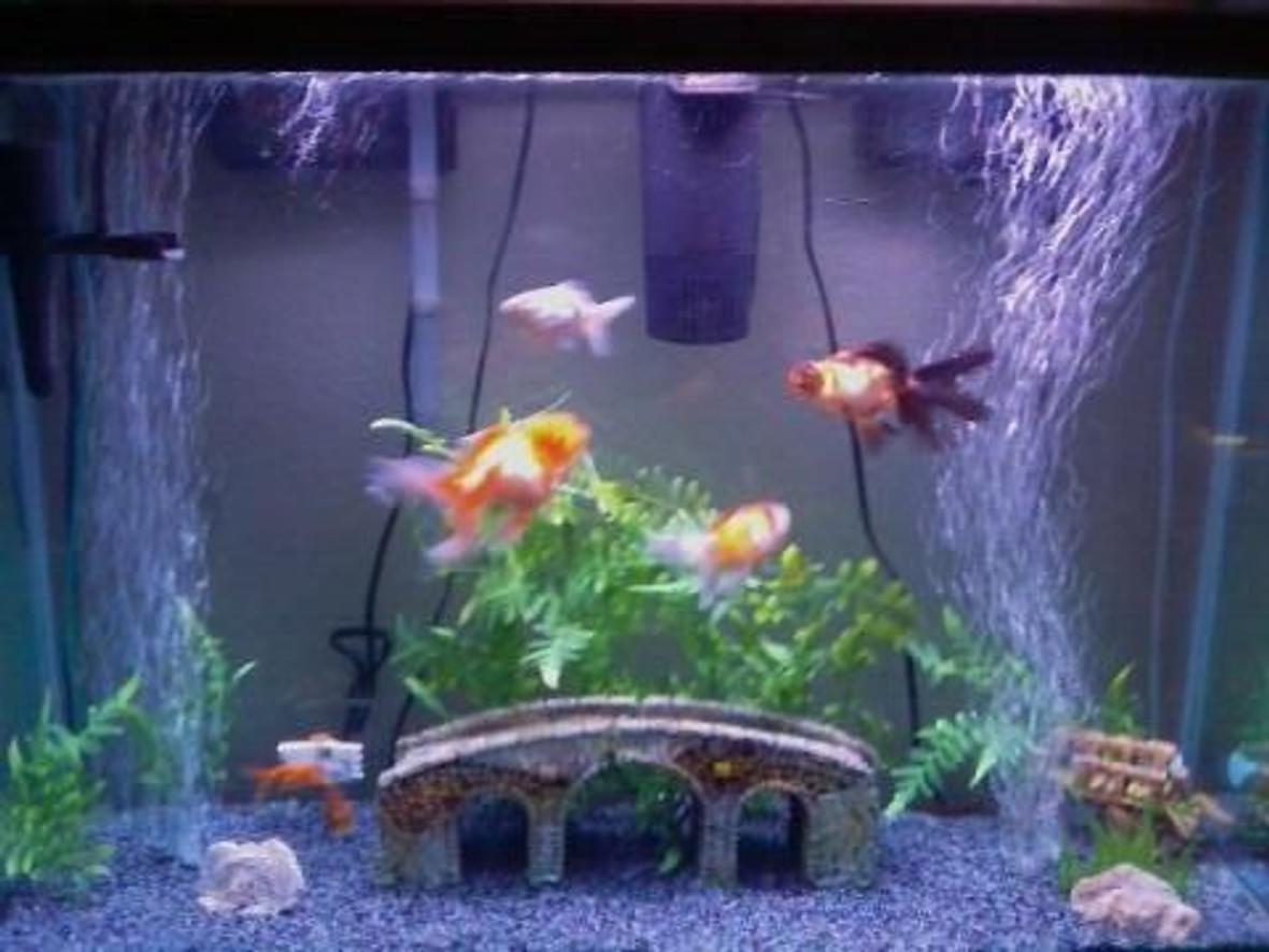 45 gallons freshwater fish tank (mostly fish and non-living decorations) - My tank and some of my fish.. others are behind the bridge n stuff.