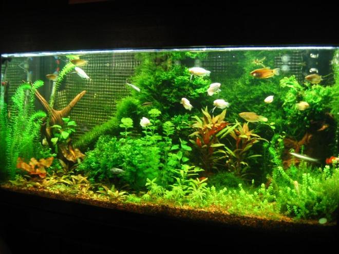 90 gallons planted tank (mostly live plants and fish) - Latest picture of my tank as of Nov 2, 2008