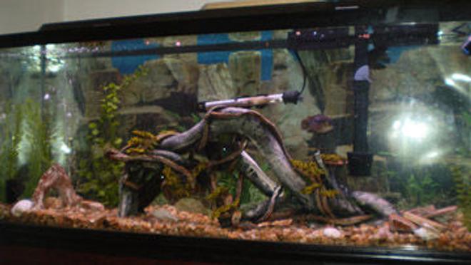 75 gallons freshwater fish tank (mostly fish and non-living decorations) - 55 revamped