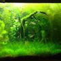 21 gallons planted tank (mostly live plants and fish) - Same tank.. changed the layout. trimming done several times.
