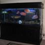 210 gallons freshwater fish tank (mostly fish and non-living decorations) - 210 south american tank