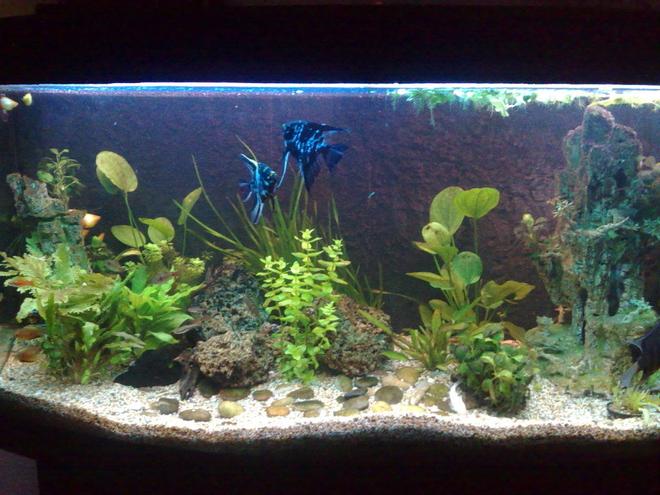 57 gallons planted tank (mostly live plants and fish) - here's my tank