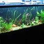 fish tank picture - .