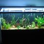 55 gallons freshwater fish tank (mostly fish and non-living decorations) - .