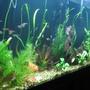 fish tank picture - .