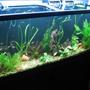 fish tank picture - .