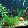 fish tank picture - .