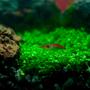 corals inverts - neocaridina denticulata sinensis - red cherry shrimp stocking in 26 gallons tank - Cherry shrimp in my 1 gallon nano before I added the galaxy rasbora.