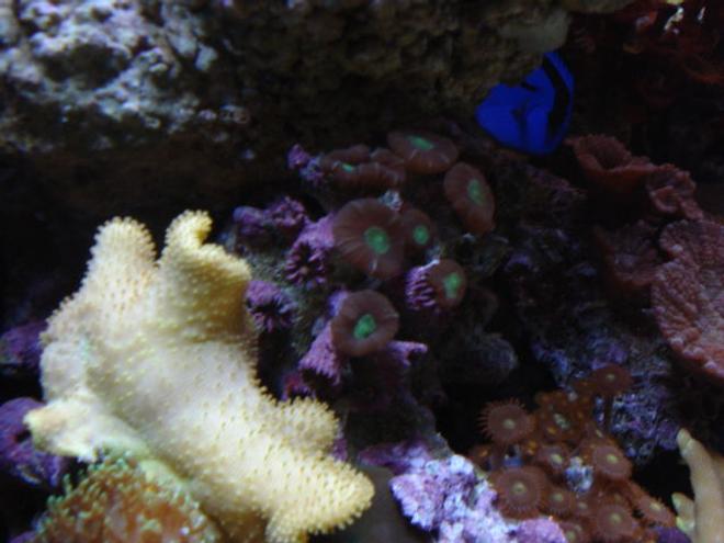 corals inverts - caulastrea furcata - candy cane coral stocking in 34 gallons tank - And more