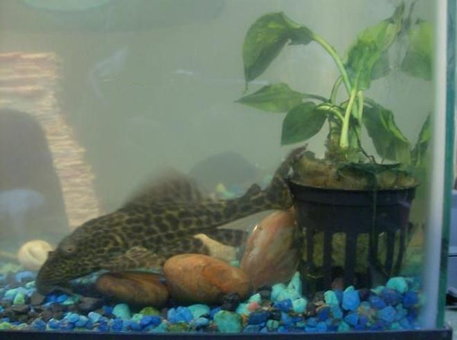 freshwater fish - hypostomus punctatus - trinidad pleco stocking in 20 gallons tank - This is spot.. my first pleco I bought in 2005..
