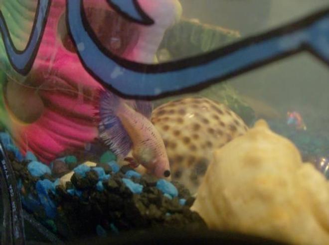 freshwater fish - betta splendens - betta - female stocking in 20 gallons tank - Pinky.. my female betta