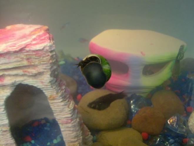 corals inverts stocking in 20 gallons tank - Our snail.. we just bought him last night [November 7, 2008]