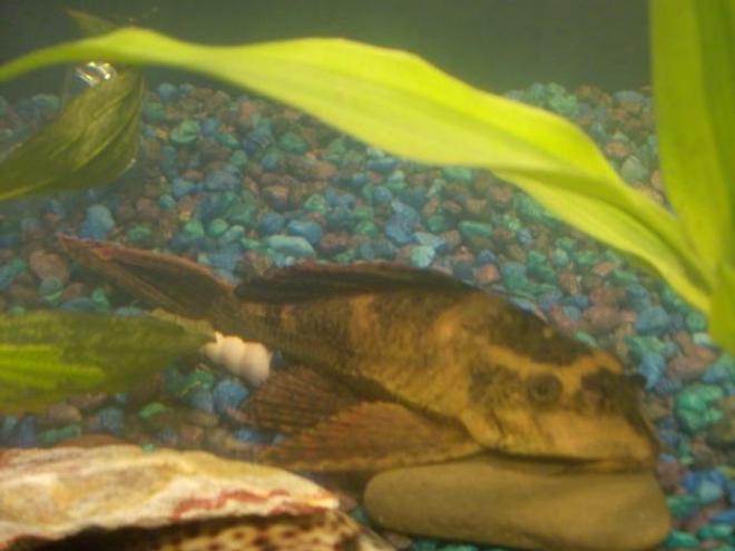 freshwater fish - pterygoplichthys scrophus - rhino pleco stocking in 20 gallons tank - This is our biggest pleco... hes not too active but he does his job..