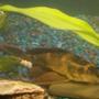 freshwater fish - pterygoplichthys scrophus - rhino pleco stocking in 20 gallons tank - This is our biggest pleco... hes not too active but he does his job..