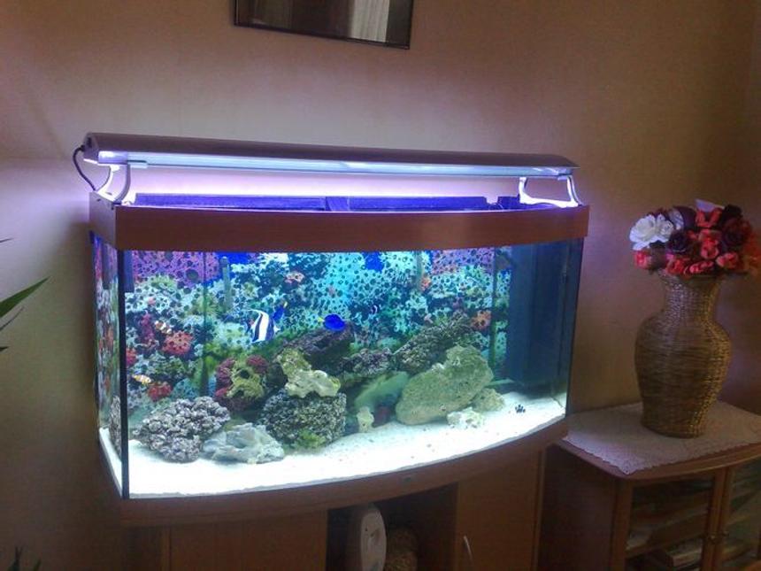 Rated #25: 100 Gallons Saltwater Fish Tank - full tank shot with new arcadia lighting really brightens colors. 2 baby hippo tangs, moorish idol, 2 tru perculas, 2 black perculas, 4 anemone crabs no corals yet.