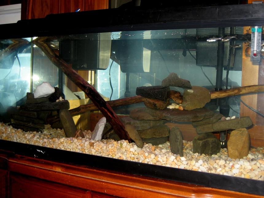 Rated #3443: 30 Gallons Freshwater Fish Tank - Just moved all my fish into a larger tank. Plant bulbs were planted yesterday so no greens yet. There isnt a background on the tank yet so ignore the stuff in the back if you can. :)