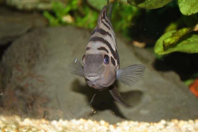 freshwater fish - archocentrus nigrofasciatus - black convict cichlid stocking in 400 gallons tank - Convict Cichlid 
Name: "Humbug"
Appears cute, isn't.