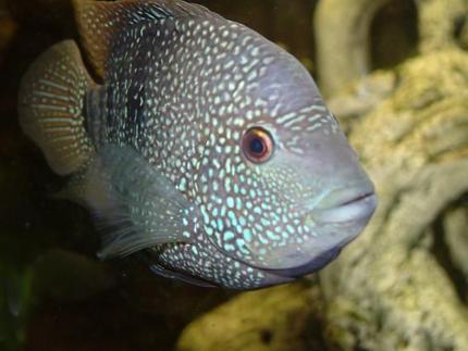freshwater fish - herichthys cynoguttatus - texas cichlid stocking in 400 gallons tank - Texas Cichlid
Name: 