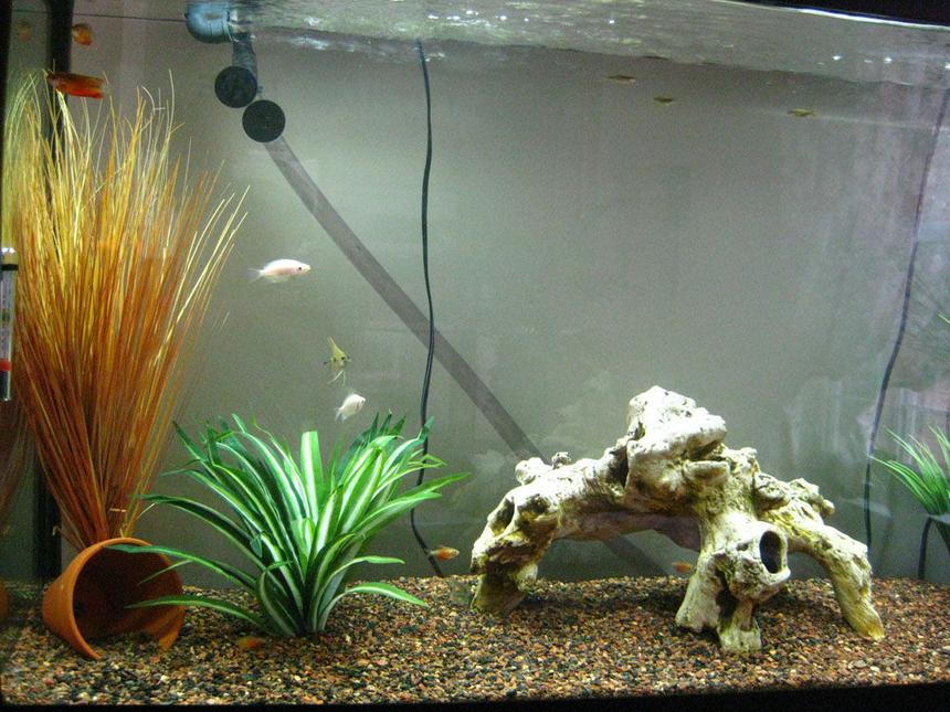 Rated #3588: 65 Gallons Freshwater Fish Tank - Left Side Zoom