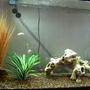 65 gallons freshwater fish tank (mostly fish and non-living decorations) - Left Side Zoom