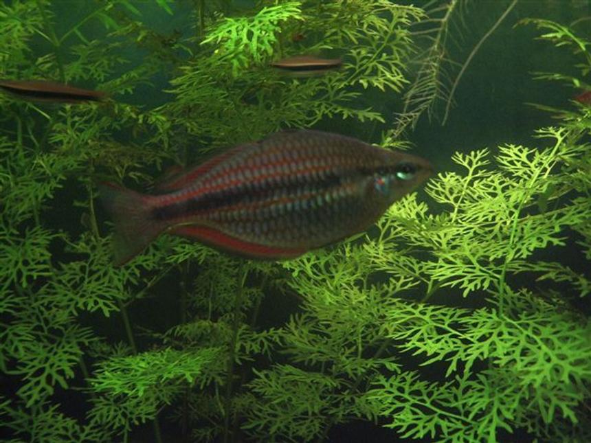 Rated #1418: Freshwater Fish - Glossolepis Incisis - Red Irian Rainbow Stocking In 130 Gallons Tank - Red Rainbow Fish (juvenile)