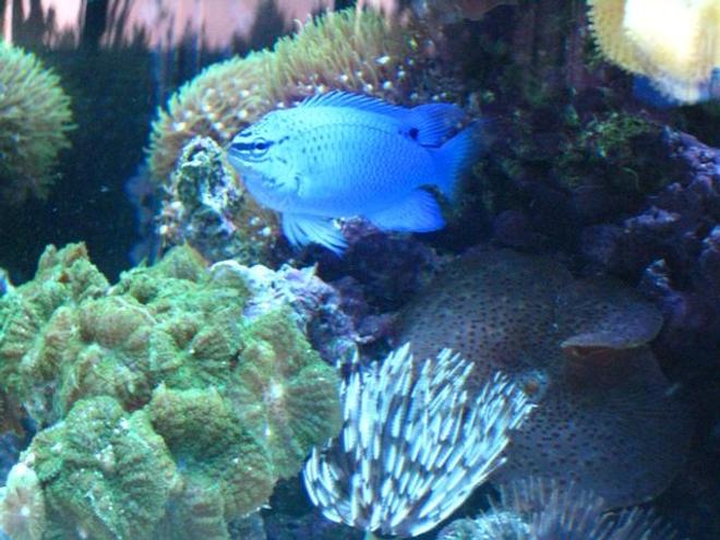 saltwater fish - chrysiptera cyanea - blue damselfish stocking in 46 gallons tank - Electric Blue Damsel