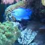 saltwater fish - chrysiptera cyanea - blue damselfish stocking in 46 gallons tank - Electric Blue Damsel