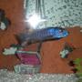 freshwater fish - sciaenochromis ahli - electric blue cichlid stocking in 20 gallons tank - Electric blue ahli cichlid