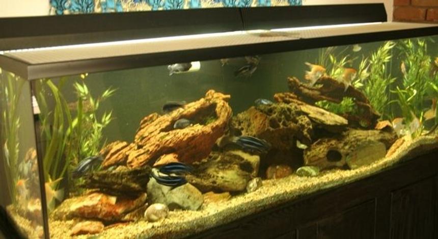 Rated #67: 250 Gallons Freshwater Fish Tank - 250 gal