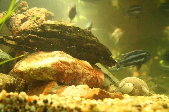 freshwater fish - melanochromis cyaneorhabdos - maingano cichlid stocking in 250 gallons tank - big blue