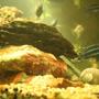 freshwater fish - melanochromis cyaneorhabdos - maingano cichlid stocking in 250 gallons tank - big blue
