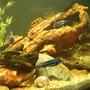 freshwater fish - melanochromis cyaneorhabdos - maingano cichlid stocking in 250 gallons tank - side view