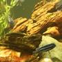 freshwater fish - melanochromis cyaneorhabdos - maingano cichlid stocking in 250 gallons tank - sideview 2
