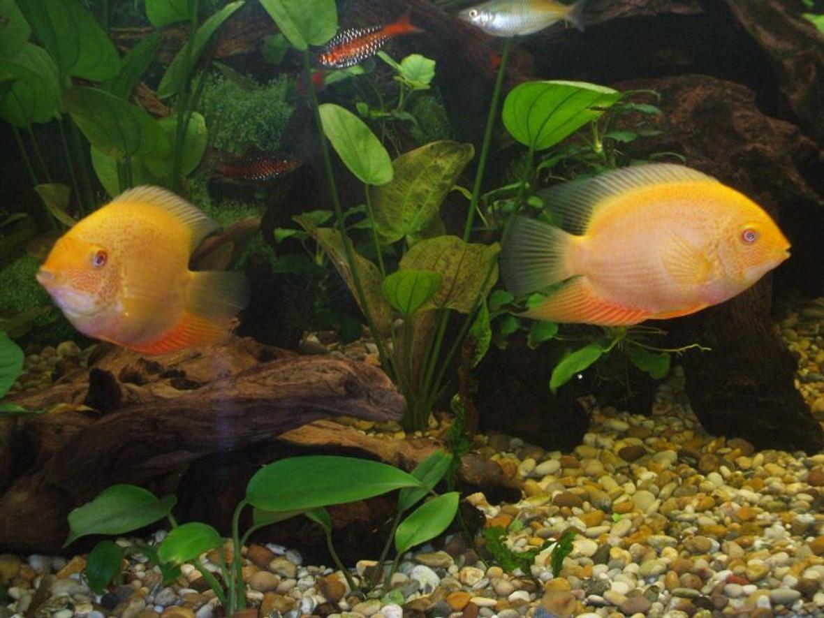 freshwater fish - heros serverus - gold severum stocking in 100 gallons tank - my two red spot severums and in the background one of my boesemen rainbow fish and a couple of my Odessey barbs