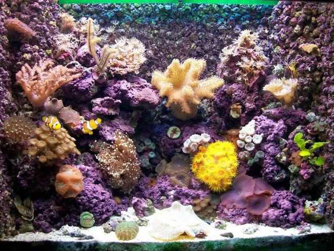 corals inverts - tubastrea faulkneri - orange sun coral stocking in 20 gallons tank - 85ltr Nano