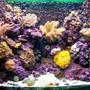 corals inverts - tubastrea faulkneri - orange sun coral stocking in 20 gallons tank - 85ltr Nano