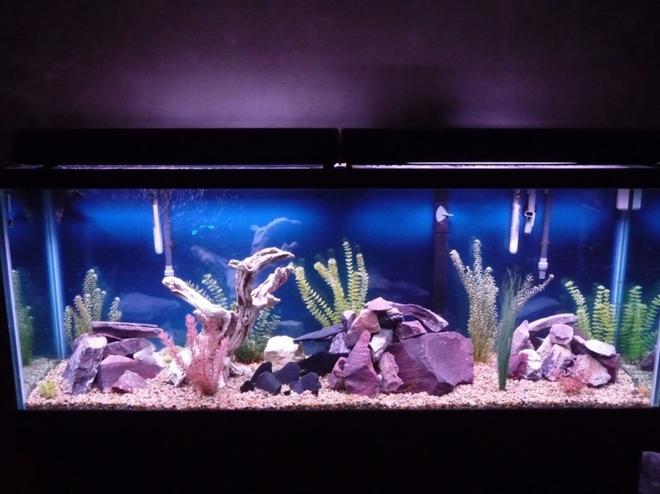 150 gallons freshwater fish tank (mostly fish and non-living decorations) - 150 gallon