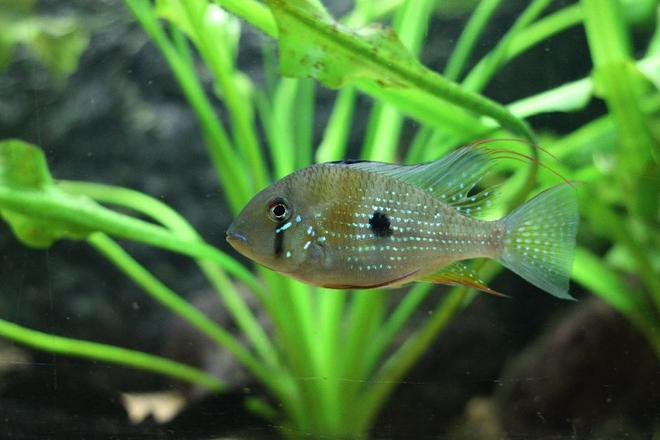 freshwater fish - acarichthys heckelii - thread-finned cichlid stocking in 350 gallons tank - Heckeli