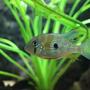 freshwater fish - acarichthys heckelii - thread-finned cichlid stocking in 350 gallons tank - Heckeli