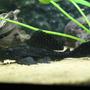 freshwater fish - glyptoperichthys gibbiceps - sailfin pleco (l-83) stocking in 350 gallons tank - Pleco
