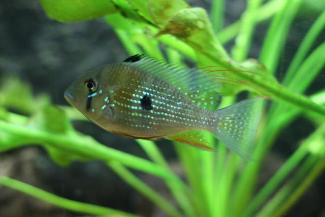 freshwater fish - acarichthys heckelii - thread-finned cichlid stocking in 350 gallons tank - Heckeli