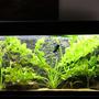 350 gallons planted tank (mostly live plants and fish) - Amazon biotope 275 gallon: Oscarfish, jack dempsey,aquidens heckeli, heros severum,deamoncichlid