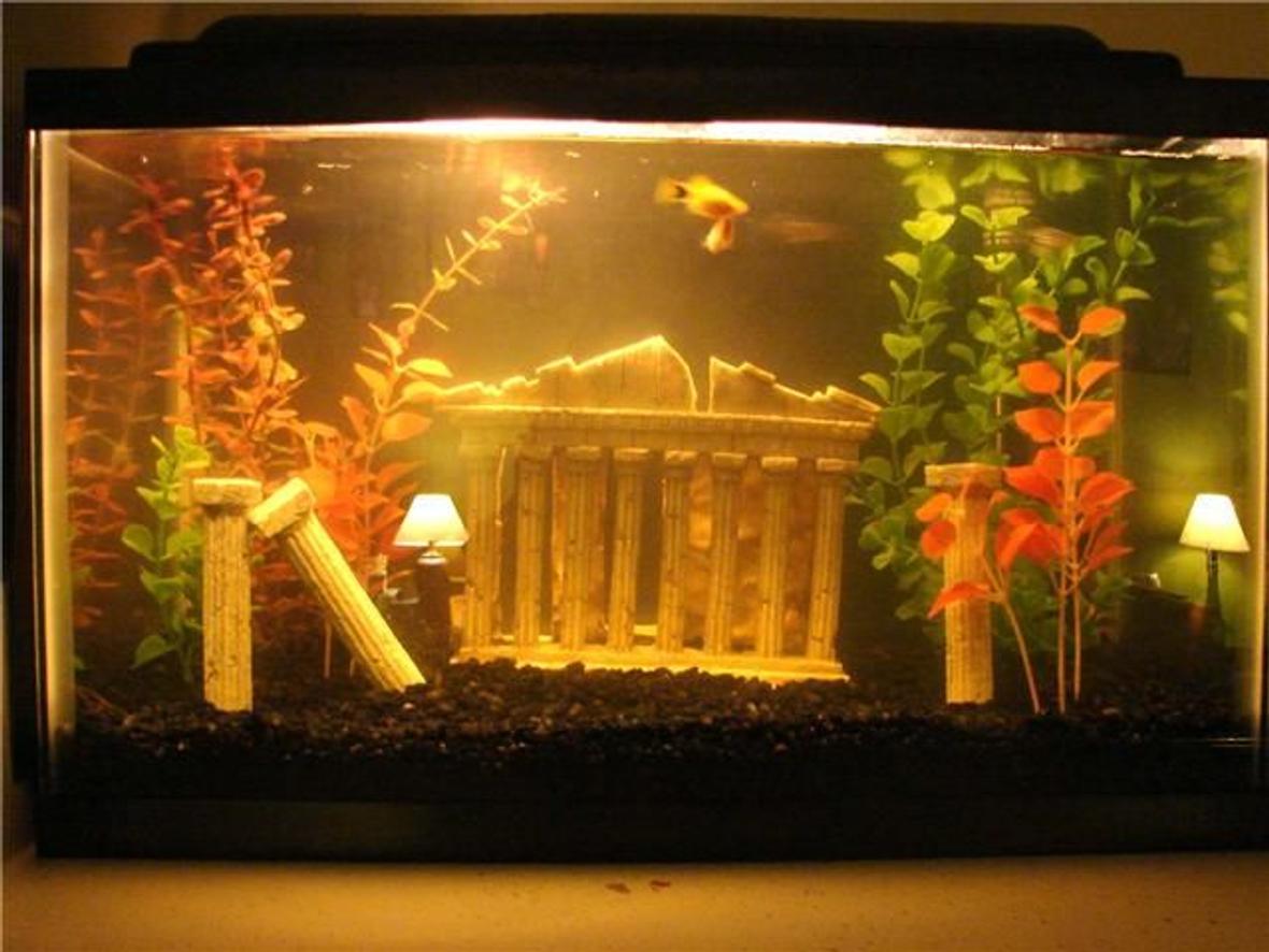 10 gallons freshwater fish tank (mostly fish and non-living decorations) - My first 10g freshwater fish tank, ignore the glare...there is actually no lamps inside the tank, haha.